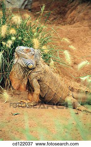 Stock Photo - Green Iguana (Iguana iguana). Fotosearch