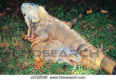 Green Iguanas (Iguana iguana), fighting for dominance View Large Photo Image Stock Photo - Green Iguanas (Iguana iguana), fighting for dominance. Fotosearch