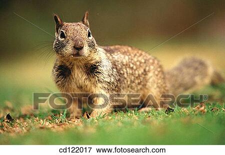 Ground Squirrel View Large Photo Image Stock Photo - Ground Squirrel. Fotosearch