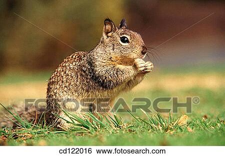 Ground Squirrel View Large Photo Image Stock Photograph - Ground Squirrel. Fotosearch