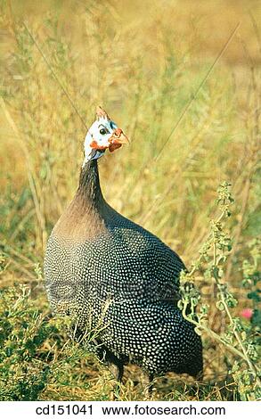 Stock Image - Guinea Fowl. Fotosearch