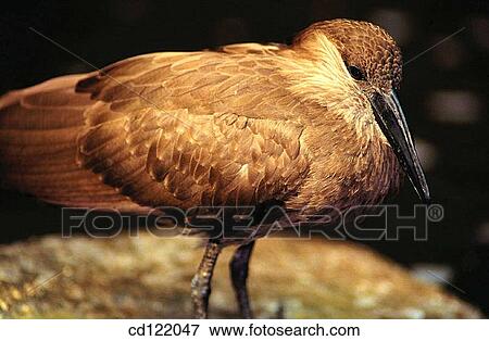 Hammerkop (Scopus umbretta) View Large Photo Image Stock Photo - Hammerkop (Scopus umbretta). Fotosearch