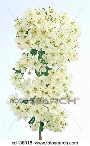 Hawthorn flowers (Crataegus oxyacantha) View Large Photo Image Stock Photo - Hawthorn flowers (Crataegus oxyacantha). Fotosearch