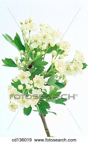 Hawthorn flowers (Crataegus oxyacantha) View Large Photo Image Stock Photo - Hawthorn flowers (Crataegus oxyacantha). Fotosearch