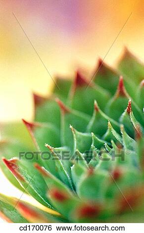 Hen-and-chickens (Sempervivum tectorum) View Large Photo Image Stock Photograph - Hen-and-chickens (Sempervivum tectorum). Fotosearch