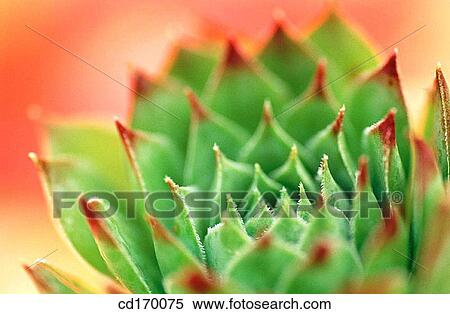 Hen-and-chickens (Sempervivum tectorum) View Large Photo Image Stock Photography - Hen-and-chickens (Sempervivum tectorum). Fotosearch