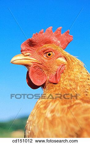 Hen View Large Photo Image Stock Image - Hen. Fotosearch