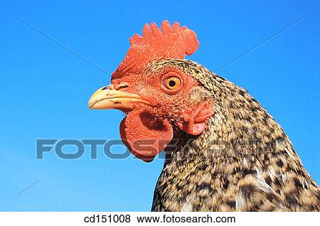 Hen View Large Photo Image Stock Photo - Hen. Fotosearch