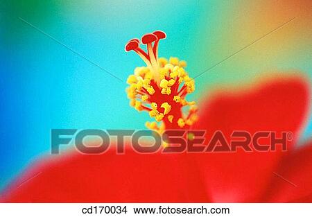Hibiscus hybr. View Large Photo Image Picture - Hibiscus hybr.. Fotosearch