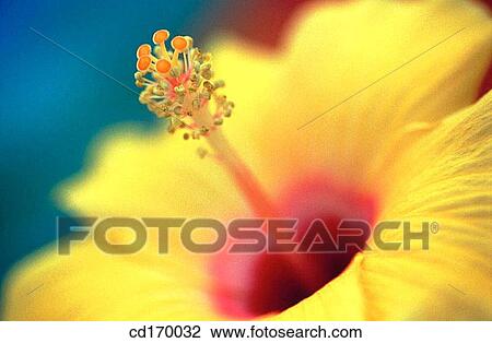 Hibiscus hybr. View Large Photo Image Stock Image - Hibiscus hybr.. Fotosearch