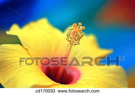 Hibiscus hybr. View Large Photo Image Stock Image - Hibiscus hybr.. Fotosearch