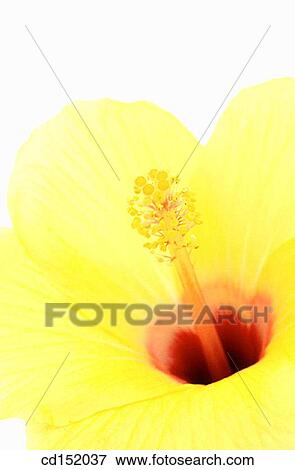 Hibiscus hybr. View Large Photo Image Stock Photo - Hibiscus hybr.. Fotosearch