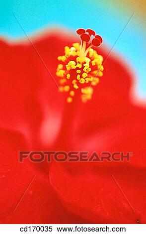 Hibiscus hybr. View Large Photo Image Stock Photography - Hibiscus hybr.. Fotosearch