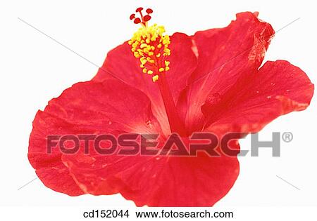 Hibiscus rosa-sinensis View Large Photo Image Picture - Hibiscus rosa-sinensis. Fotosearch