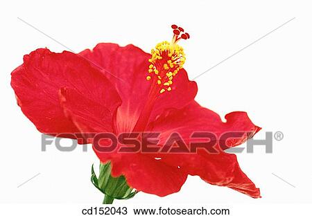 Hibiscus rosa-sinensis View Large Photo Image Stock Image - Hibiscus rosa-sinensis. Fotosearch