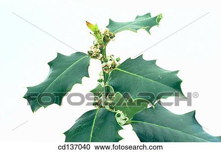 Holly (Ilex aquifolium) View Large Photo Image Stock Image - Holly (Ilex aquifolium). Fotosearch