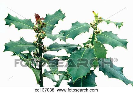 Holly (Ilex aquifolium) View Large Photo Image Stock Photo - Holly (Ilex aquifolium). Fotosearch