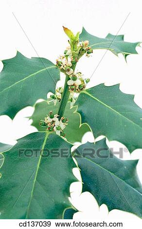 Holly (Ilex aquifolium) View Large Photo Image Stock Photo - Holly (Ilex aquifolium). Fotosearch