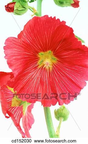 Hollyhock, Althaea rosea View Large Photo Image Stock Image - Hollyhock, Althaea rosea. Fotosearch