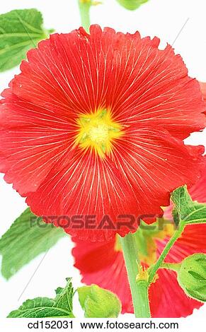 Hollyhock, Althaea rosea View Large Photo Image Stock Image - Hollyhock, Althaea rosea. Fotosearch