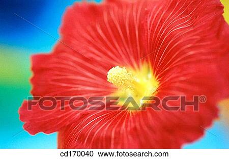 Hollyhock (Althaea rosea) View Large Photo Image Stock Image - Hollyhock (Althaea rosea). Fotosearch
