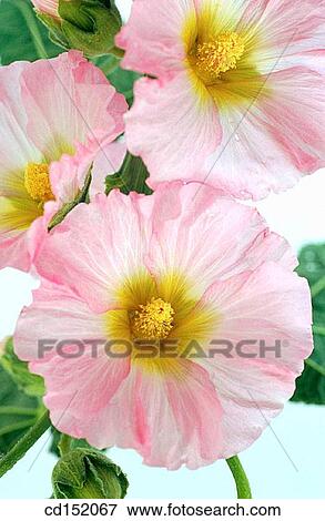 Stock Photo - Hollyhock, Althaea rosea. Fotosearch