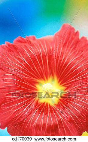 Hollyhock (Althaea rosea) View Large Photo Image Stock Photo - Hollyhock (Althaea rosea). Fotosearch