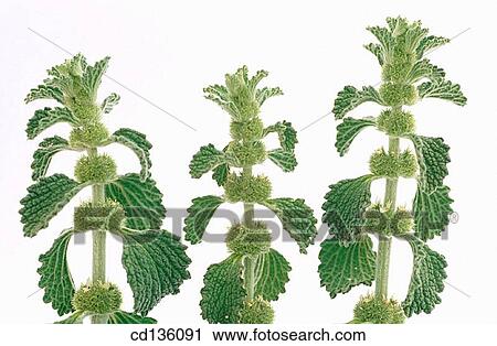 Stock Image - Horehound (Marrubium vulgare). Fotosearch
