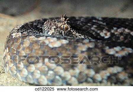 Horned Adder (Bitis cornuta) View Large Photo Image Stock Photography - Horned Adder (Bitis cornuta). Fotosearch