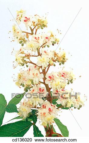 Stock Image - Horse Chestnut flowers (Aesculus hippocastanum). Fotosearch