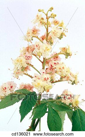 Horse Chestnut flowers (Aesculus hippocastanum) View Large Photo Image Stock Image - Horse Chestnut flowers (Aesculus hippocastanum). Fotosearch