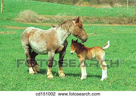 Horses View Large Photo Image Stock Image - Horses. Fotosearch