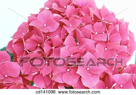 Hydrangea (Hydrangea macrophylla) View Large Photo Image Stock Photograph - Hydrangea (Hydrangea macrophylla). Fotosearch