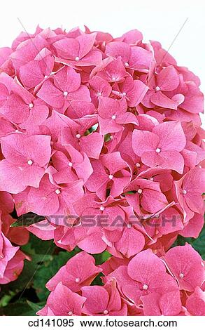 Hydrangea (Hydrangea macrophylla) View Large Photo Image Stock Photography - Hydrangea (Hydrangea macrophylla). Fotosearch