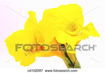 Indian shot, Canna hybr. View Large Photo Image Stock Photo - Indian shot, Canna hybr.. Fotosearch