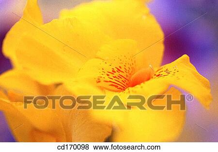Stock Photo - Indian Shot (Canna hybr. ). Fotosearch