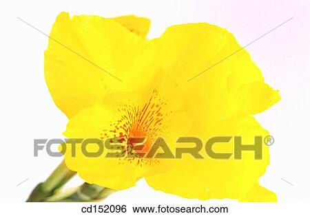 Indian shot, Canna hybr. View Large Photo Image Stock Photograph - Indian shot, Canna hybr.. Fotosearch