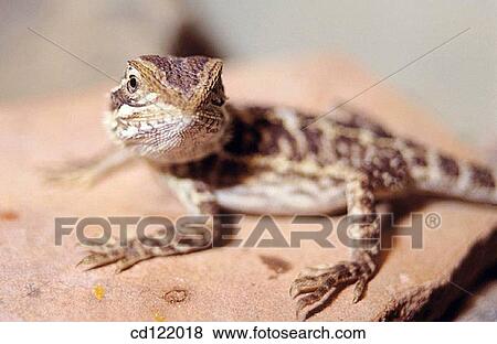 Inland Bearded Dragon (Pogona vitticeps) View Large Photo Image Stock Photo - Inland Bearded Dragon (Pogona vitticeps). Fotosearch
