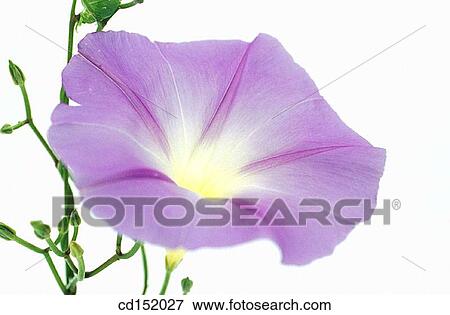 Ipomea hybr. View Large Photo Image Stock Photo - Ipomea hybr.. Fotosearch