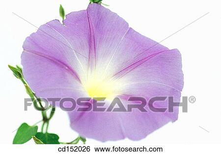 Ipomea hybr. View Large Photo Image Stock Photograph - Ipomea hybr.. Fotosearch