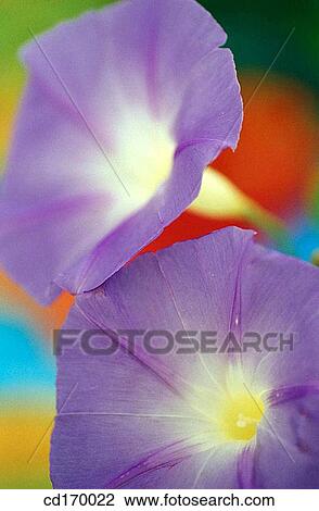 Ipomea sp. View Large Photo Image Stock Image - Ipomea sp.. Fotosearch