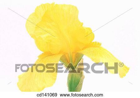 Iris (Iris germanica) View Large Photo Image Stock Photo - Iris (Iris germanica). Fotosearch