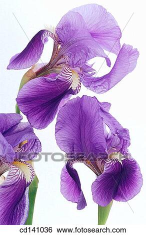 Stock Photograph - Iris (Iris germanica). Fotosearch