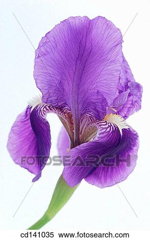 Iris (Iris germanica) View Large Photo Image Stock Photography - Iris (Iris germanica). Fotosearch