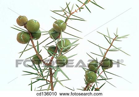 Juniper (Juniperus communis) View Large Photo Image Stock Image - Juniper (Juniperus communis). Fotosearch