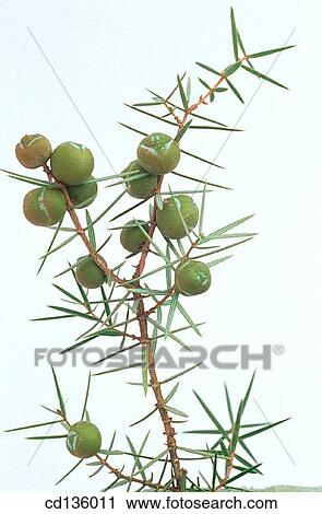 Juniper (Juniperus communis) View Large Photo Image Stock Image - Juniper (Juniperus communis). Fotosearch