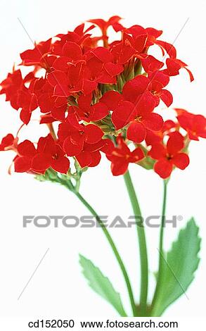 Kalanchoe hybr. View Large Photo Image Stock Image - Kalanchoe hybr.. Fotosearch