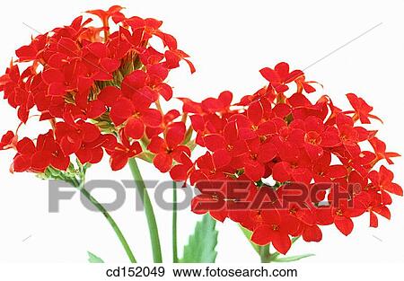 Kalanchoe hybr. View Large Photo Image Stock Photo - Kalanchoe hybr.. Fotosearch