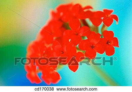 Kalanchoe hybr. View Large Photo Image Stock Photo - Kalanchoe hybr.. Fotosearch