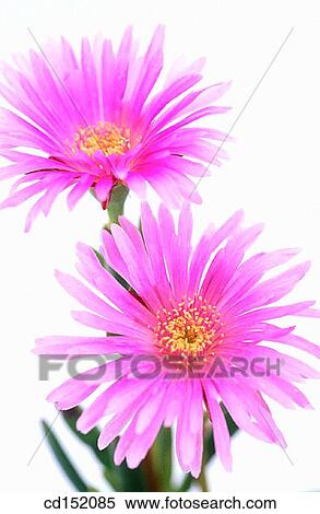 Lampranthus sp. View Large Photo Image Stock Photography - Lampranthus sp.. Fotosearch